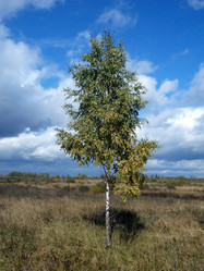 Similar image 5500515