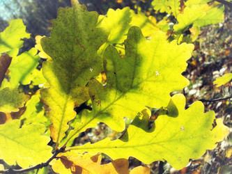 Similar image 5500517