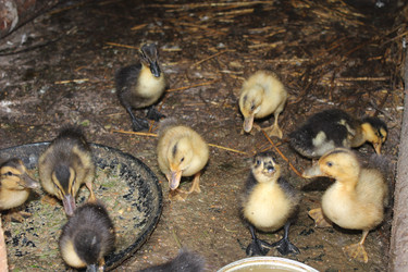 Similar image 5500545