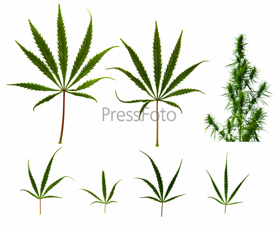 Картинки на тему конопля новости выращивание марихуаны