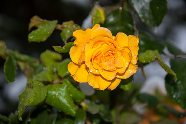 Similar image 5504419