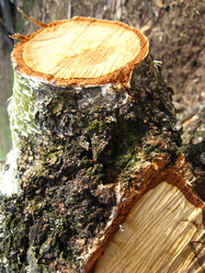 Similar image 5504864