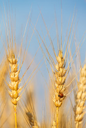 Similar image 5505329