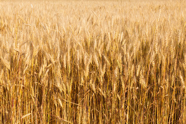 Similar image 5505384