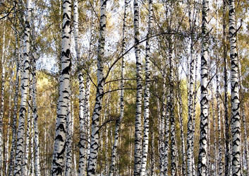 Similar image 5505646