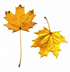 Similar image 5508493