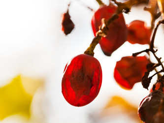 Similar image 5516660