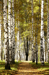 Similar image 5519101