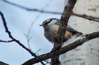 Similar image 5519249