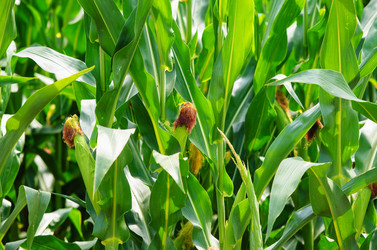 Similar image 5521078