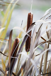 Similar image 5523616