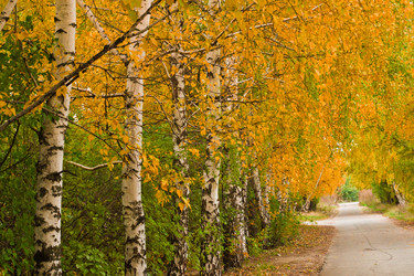 Similar image 5523685