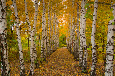 Similar image 5523686