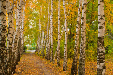 Similar image 5523688