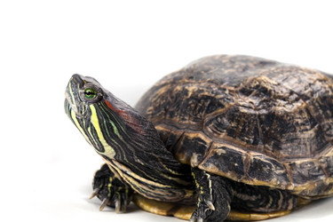 Similar image 5524026