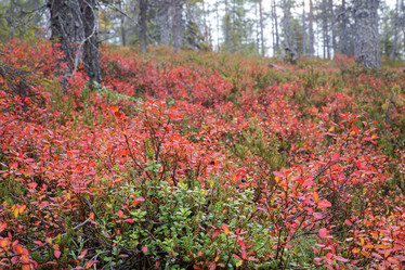 Similar image 5524231