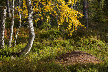 Similar image 5524266