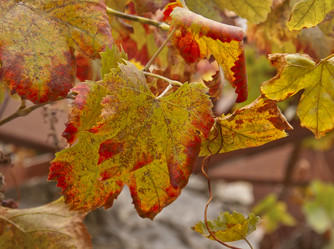 Similar image 5524582