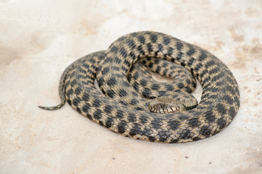 Similar image 5525891