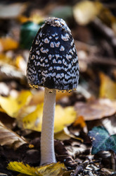 Similar image 5527075