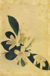 Similar image 5528517