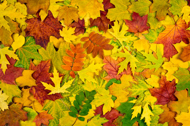 Similar image 5529117