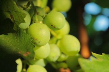 Similar image 5529211