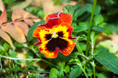 Similar image 5529312