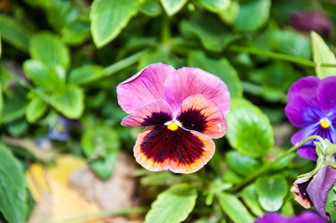 Similar image 5529315