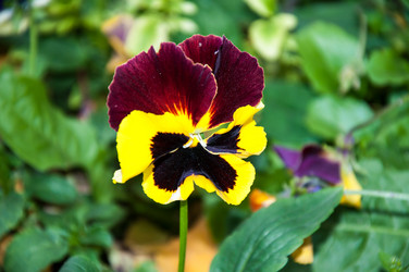 Similar image 5529316