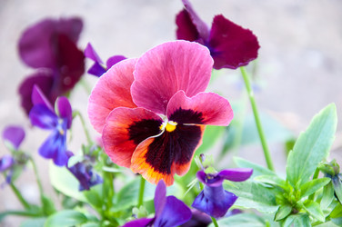 Similar image 5529317