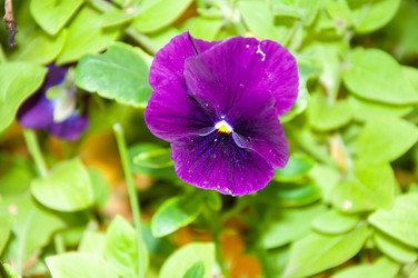 Similar image 5529318