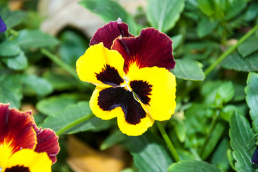 Similar image 5529319