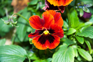 Similar image 5529323