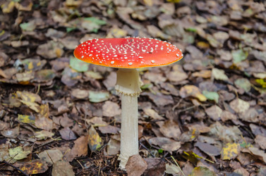 Similar image 5530708