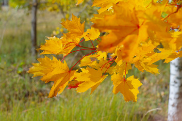 Similar image 5530827