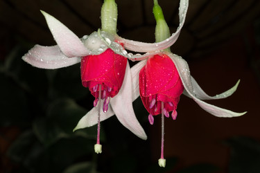 Similar image 5530884