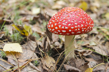 Similar image 5532343