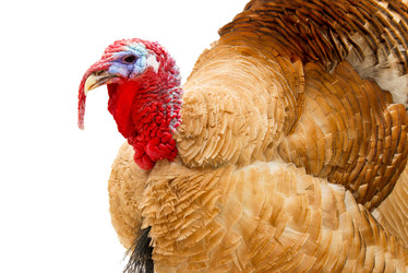 Similar image 5532419