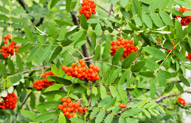 Similar image 5532429