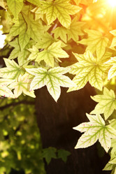 Similar image 5534229