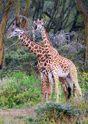 Similar image 5534497