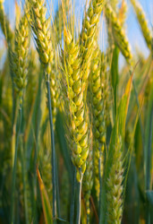 Similar image 5535074