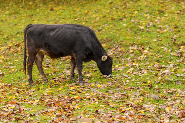 Similar image 5535466