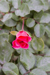 Similar image 5536705