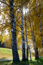 Similar image 5538348