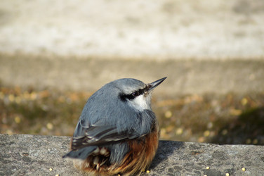 Similar image 5538350