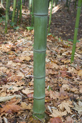 Similar image 5539147