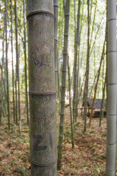 Similar image 5539381