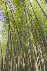 Similar image 5539384